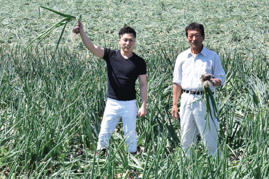 ドレッシングのベースとなる国産たまねぎへのこだわり